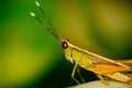 The green grasshopper sits on a leaf. The little grasshopper. Selected focus. Grasshopper in tha garden