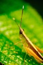 The green grasshopper sits on a leaf. The little grasshopper. Selected focus. Grasshopper in the garden Royalty Free Stock Photo