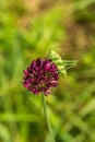 A green grasshopper sits on a purple flower Royalty Free Stock Photo