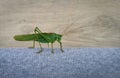 A green grasshopper sits on a rag surface against a background of wood.