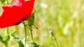 green grasshopper sits on red poppy petals, summer collection, macro nature