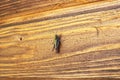 A green grasshopper sits on a wooden wall Royalty Free Stock Photo