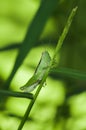 Green grasshopper sitting on agrass - closeup Royalty Free Stock Photo