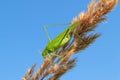 Green grasshopper sitting on a blade of grass, against the blue sky.