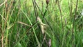 Green Grasshopper sitting on grass