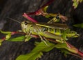 Green grasshopper on a grass stalk in Ukraine forest