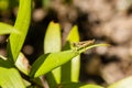 Green grasshopper sitting on green leaf Royalty Free Stock Photo