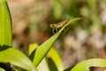 Green grasshopper sitting on green leaf Royalty Free Stock Photo