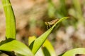 Green grasshopper sitting on green leaf Royalty Free Stock Photo