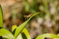 Green grasshopper sitting on green leaf Royalty Free Stock Photo