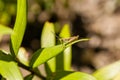 Green grasshopper sitting on green leaf Royalty Free Stock Photo