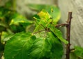 A green Grasshopper sitting on a green leaf in Germany Royalty Free Stock Photo