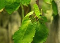 A green Grasshopper sitting on a green leaf in Germany Royalty Free Stock Photo