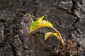 Grasshopper sitting on a small leaf on a big tree, selected focus Royalty Free Stock Photo