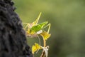 Grasshopper sitting on a small leaf on a big tree, selected focus