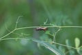 green grasshopper sitting on a leaf, small grasshopper, selected focus, grasshopper in the garden - Image Royalty Free Stock Photo