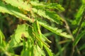 Beautiful green grasshopper sitting on the plant, closeup Royalty Free Stock Photo