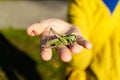 Green grasshopper sitting on palm of human hand Royalty Free Stock Photo