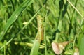 Green grasshopper sitting on plant in the garden, closeup Royalty Free Stock Photo