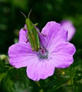 Green grasshopper sitting on pretty purple flower. Royalty Free Stock Photo