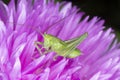 Green grasshopper sitting on purple cornflower Royalty Free Stock Photo