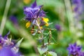 Green grasshopper sitting on a purple flower Royalty Free Stock Photo