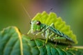 Green grasshopper sitting on tree in the garden. Meadow Grasshopper. generative ai