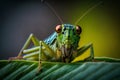 Green grasshopper sitting on tree in the garden, Generative AI