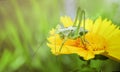 Green grasshopper sitting on yellow flower Royalty Free Stock Photo