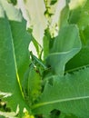 Green grasshopper sitting on young green leaves Royalty Free Stock Photo