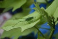 Green Grasshopper spring rest