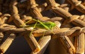 Green grasshopper on a straw hat. Closeup. Royalty Free Stock Photo