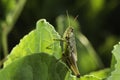 Green grasshopper with strong legs. Macro photo of a sunny meadow