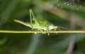 Green grasshopper Tettigonia viridissima Royalty Free Stock Photo