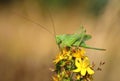 Green grasshopper Tettigonia viridissima Royalty Free Stock Photo