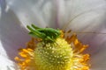 Green grasshopper Tettigonia viridissima on a flower, wildlife, macro Royalty Free Stock Photo