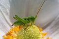 Green grasshopper Tettigonia viridissima on a flower, wildlife, macro Royalty Free Stock Photo