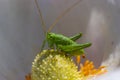 Green grasshopper Tettigonia viridissima on a flower, wildlife, macro Royalty Free Stock Photo