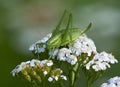 Green grasshopper (Tettigonia viridissima) on a flower Yarrow (Achillea)