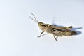 Green grasshopper Tettigonioidea on a white background Royalty Free Stock Photo