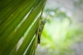 Green grasshopper on the tree