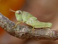 Green Grasshopper On Twig Royalty Free Stock Photo