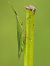 green grasshopper with very small legs Royalty Free Stock Photo