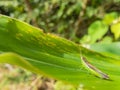 Green Grasshopper On Vibrant Leaf In Sunlight Royalty Free Stock Photo