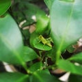 a green grasshopper was sitting quietly on a leaf branch Royalty Free Stock Photo