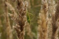 green grasshopper is watching you sitting on a fluffy spikelet