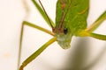 Green grasshopper on a white background Royalty Free Stock Photo