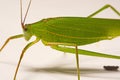 Green grasshopper on a white background Royalty Free Stock Photo