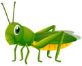 Green grasshopper on white background