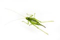 A Green Grasshopper on white